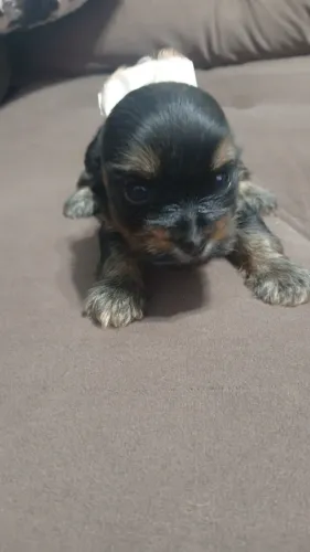 Vendo filhote de yorkshire terrier