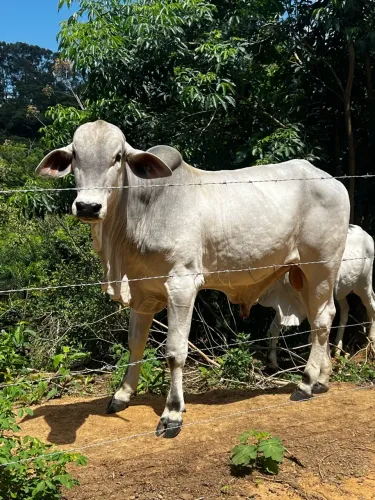 Venda Nelore
