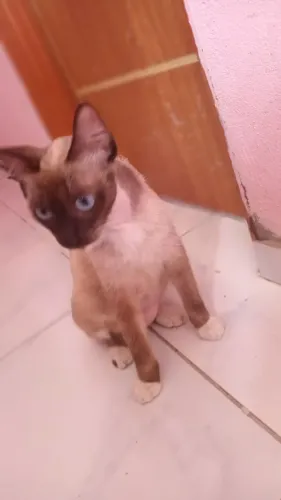 Doa_se uma gata siames