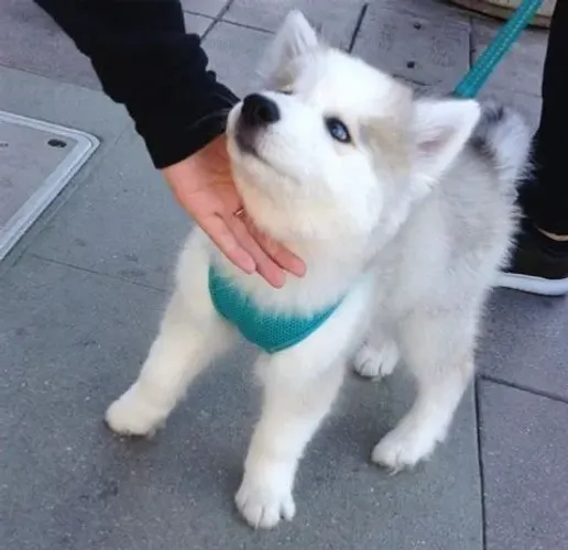 Husky siberiano Um doguinho perfeito para deixar sua vida mais leve
