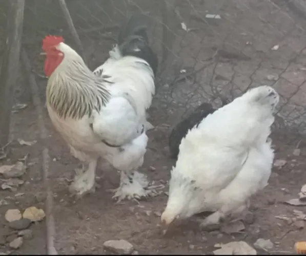 Vendo casal de Brahma