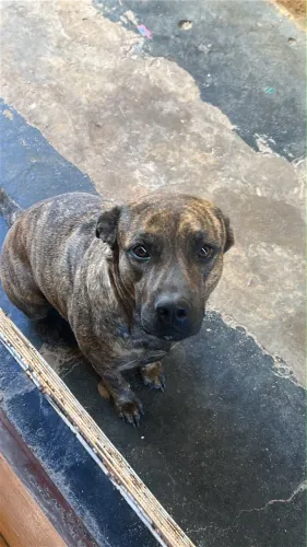 Cachorra
