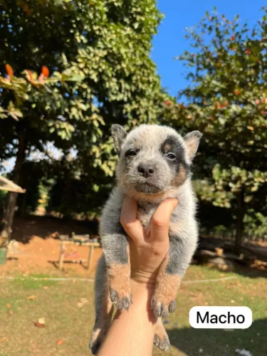Blue Heeler - Boiadeiro Australiano