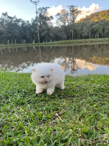 Filhotes de Lulu da Pomerania brancos