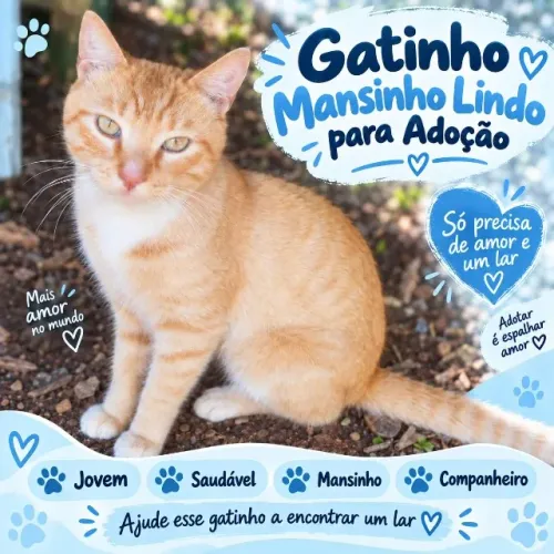 Gatinho lindo e docil precisando de uma familia