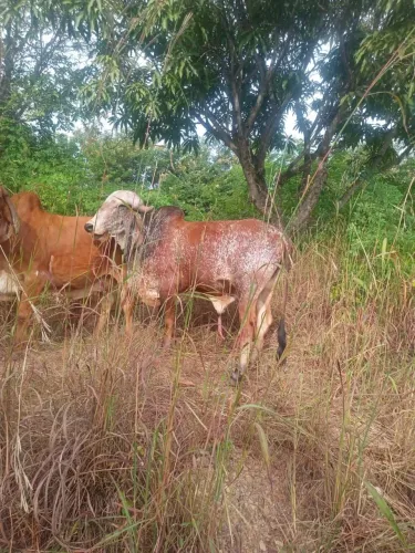 Gir leiteiro 
