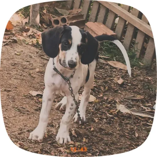 Cachorro urrador americano