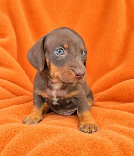 Filhote Macho Dachshund (Salsicha, Cofap, Basset)