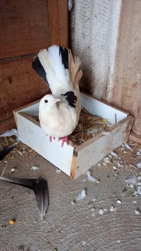 Vende-se Casal de Pombos Leque 