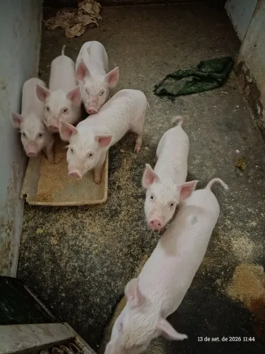Garanta o churrasco de fim de ano, vendo leitões machos e fêmeas com 2 meses,desmamados .