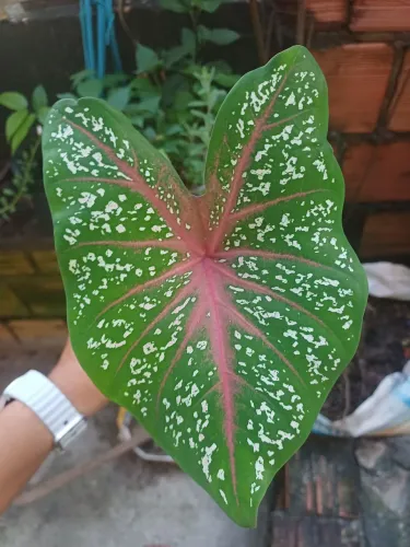 Plantas e mudas de Caladium