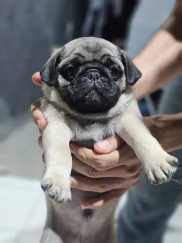 Pug