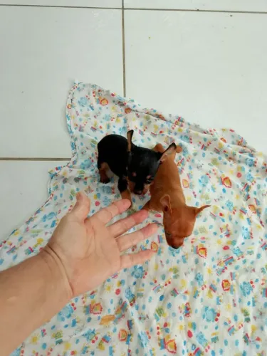 Mini Pinscher disponível