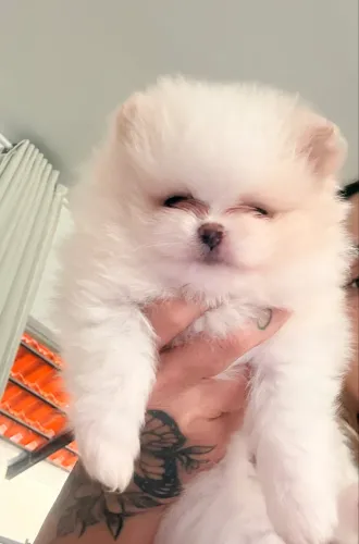 LULU DA POMERANIA 1 Macho 1 Fêmea estão  41 dias 