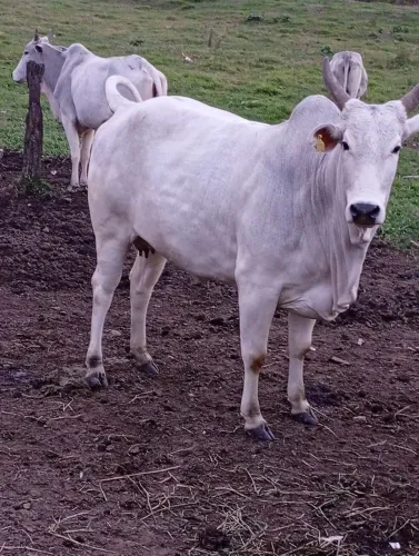 Vaca nelore 