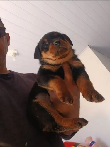 Cachorro