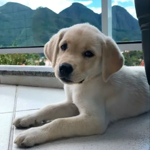 Filhotes de Labrador | Companhia que traz paz.