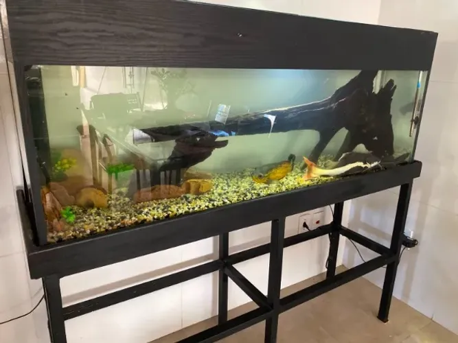 Aquario - Completo