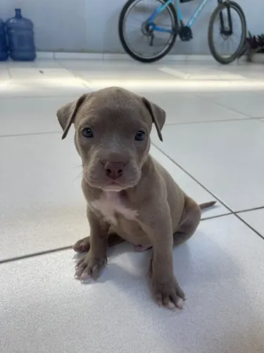 Pitt monster filhote com 2 meses