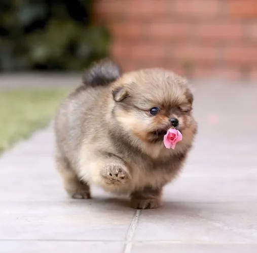 Lulu da pomerania anã + kit filhote