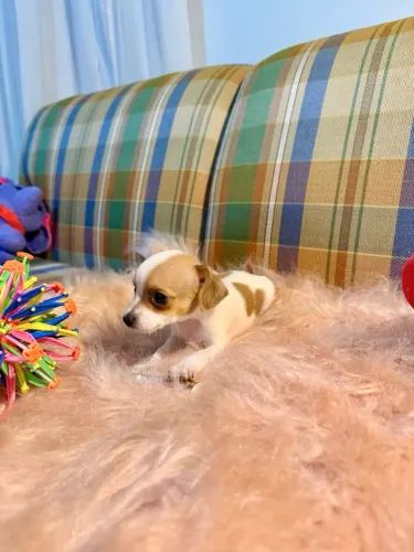 Pinscher Filhote Miniatura Macho e Fêmea