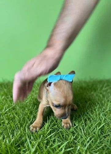 Pinscher mini disponível