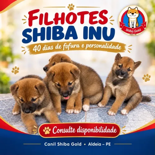 Filhotes Shiba Inu 