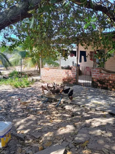 Galinhas, galos, pintos e frangos