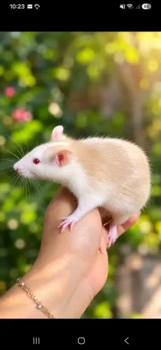 Rato twister