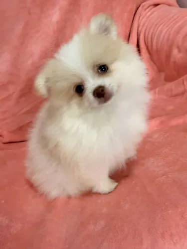 Lulu da Pomerânia Spitz alemão Filhotes