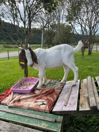 Bode raça Boer Puro Reprodutor