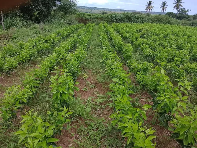 Vende se mudas de laranja 