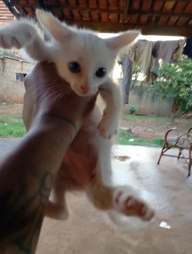 Doação gato 