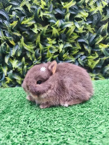 Netherland Dwarf ( coelho anão) linhagem importada