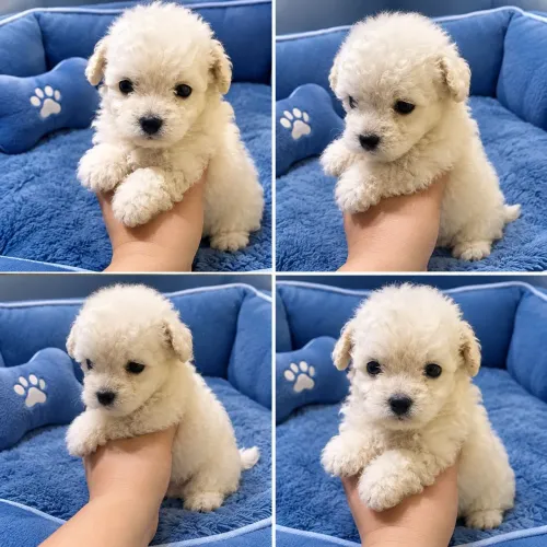 Poodle toy macho e fêmea ( minúsculos e originais)