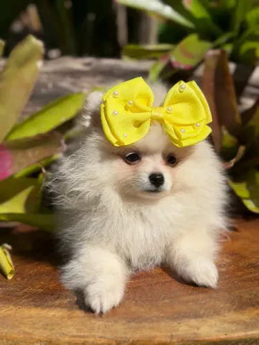 Spitz alemão (Lulu da Pomerania).