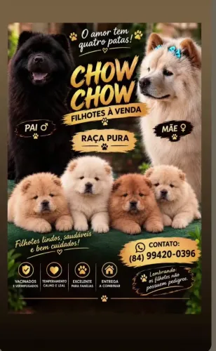 Animal de estimação