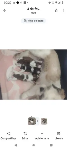  lindo filhote shitzu