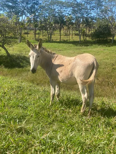 Jumento marchador