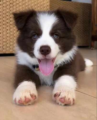 Border collie dedicado