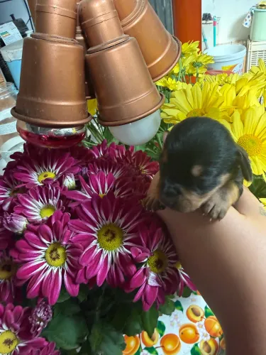 Pinscher n00 de bolso filhotes . Leiam o anúncio 