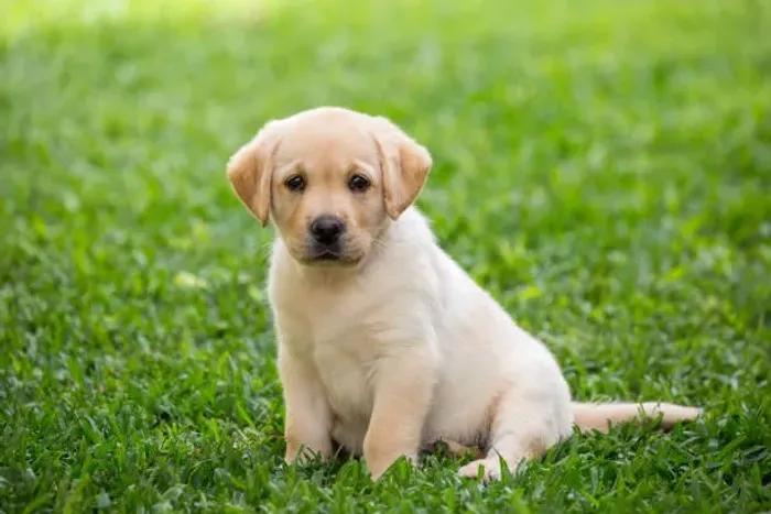 Labrador O Companheiro Ideal Para Todos os Dias