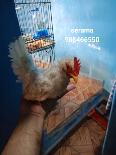 Serama