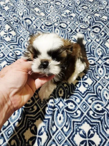 Shihtzu, Shitzu Filhote Top Padrão da Raça - Entrega a Domicilio