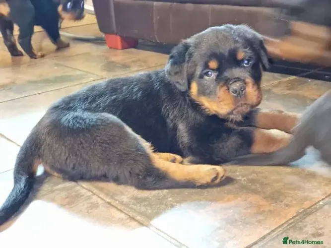 Filhote de cachorro rottweiler de pelagem densa e muito dócil
