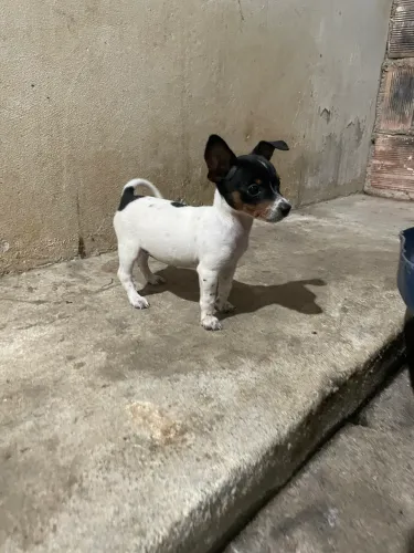 Filhote de Pinscher 