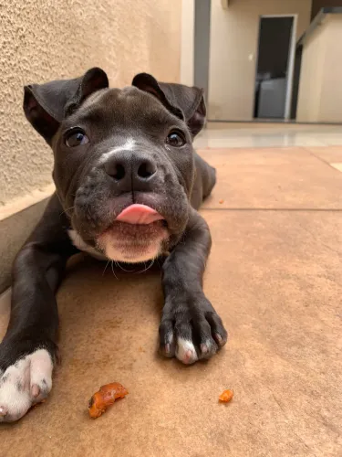 Filhote pit monster fêmea 