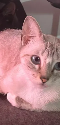 Gato de olho azul dengoso para adoção 