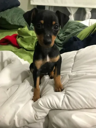 Cachorro filhote Pinscher/Pincher pelagem densa e dócil com contrato venda