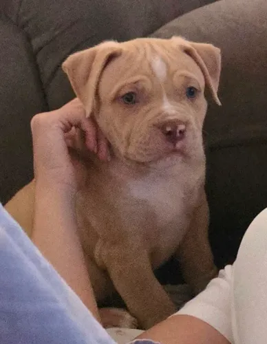 Pit Monster - Brazilian Bull - Lindo filhote com Pedigree
